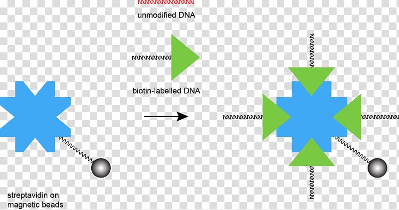 Streptavidin DNA Oligonucleotide Complementarity, beads transparent background PNG clipart