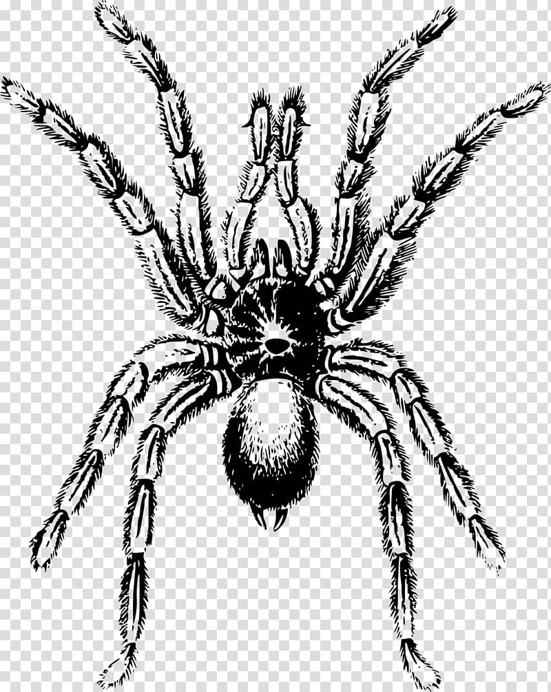 Spider Lycosa tarantula , spider transparent background PNG clipart