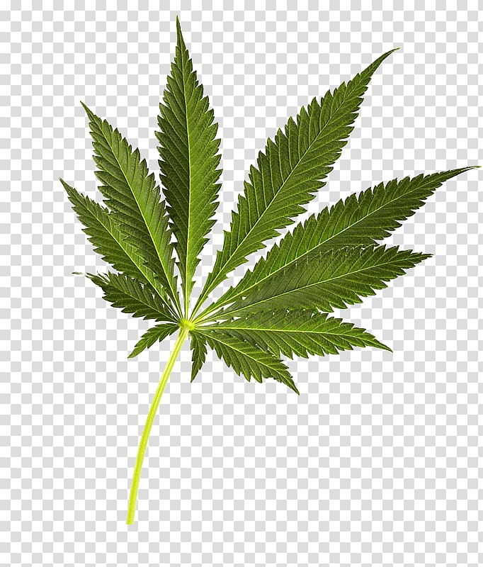 Cannabis sativa, Cannabis green leaves transparent background PNG ...