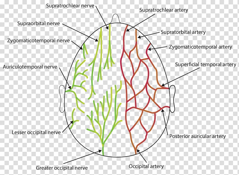 Organ Supraorbital artery Supraorbital nerve Occipital artery, auriculotemporal nerve transparent background PNG clipart