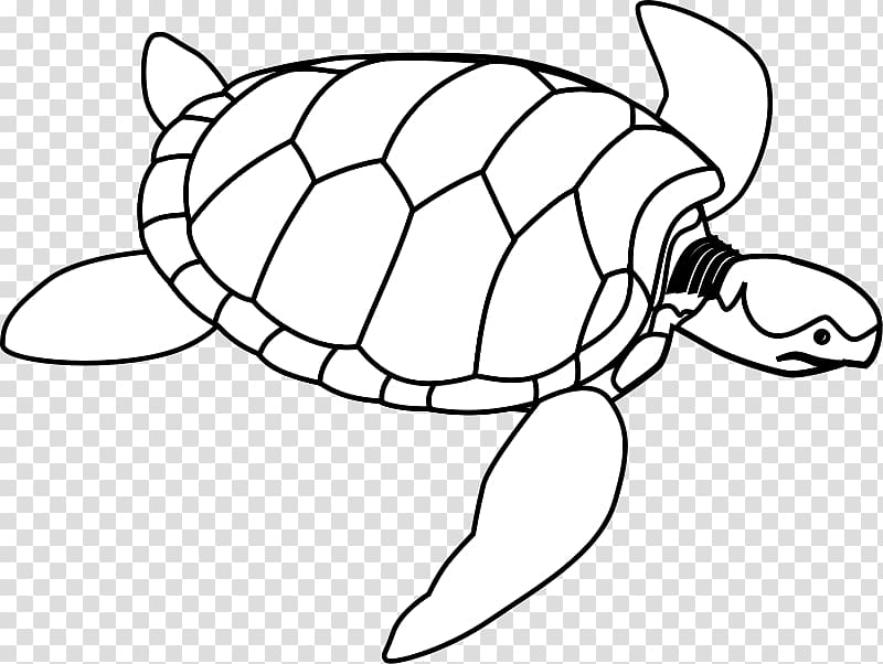 Green sea turtle , Of Turtle transparent background PNG clipart