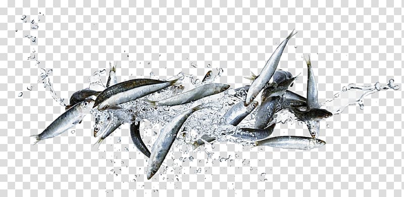 Fish Sardine Food, Leaping fish transparent background PNG clipart