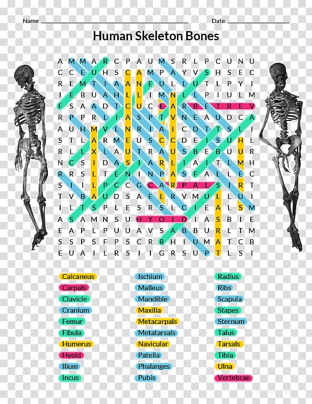 Homo sapiens Human Anatomy & Physiology Human skeleton Word search Human body, Skeleton transparent background PNG clipart