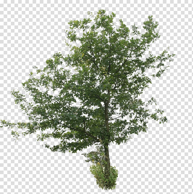 Broad-leaved tree Oak Deciduous Shrub, car trunk transparent background PNG clipart