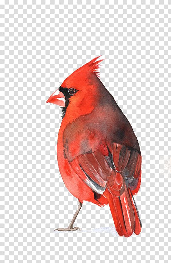 Watercolor painting St. Louis Cardinals Art Bird, parrot transparent background PNG clipart