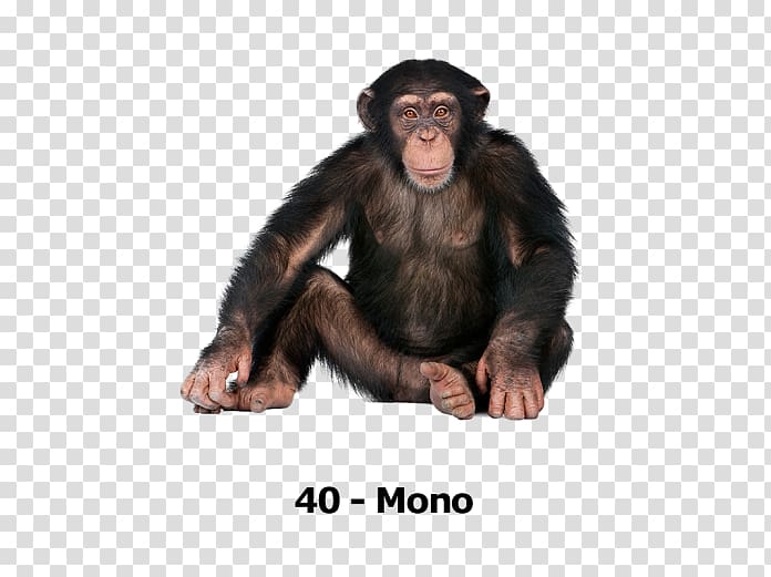 Gorilla Common chimpanzee Primate Ngamba Island Chimpanzee Sanctuary Monkey, mono transparent background PNG clipart