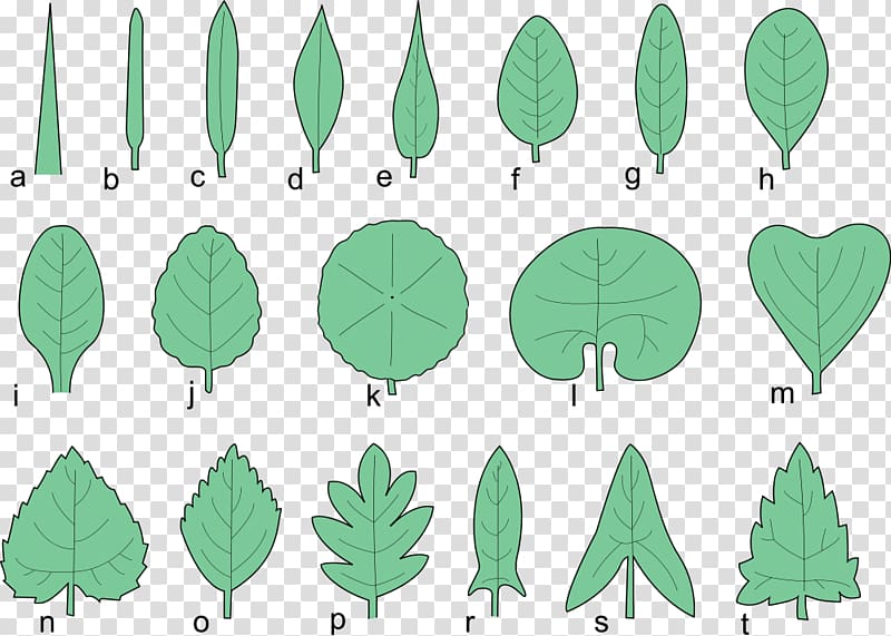 Glossary of leaf morphology Tree Japanese maple Pinnation, serrated leaves transparent background PNG clipart