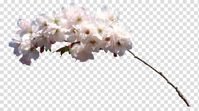 Flower White , Hand-painted flowers abstract flowers,Peach blossom transparent background PNG clipart