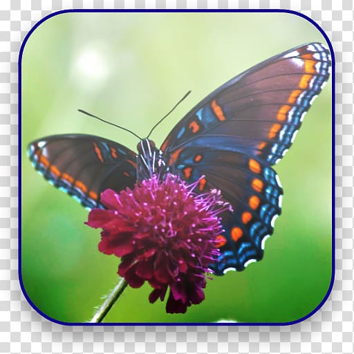 Monarch Butterfly Biosphere Reserve Insect Ulysses butterfly, butterfly transparent background PNG clipart