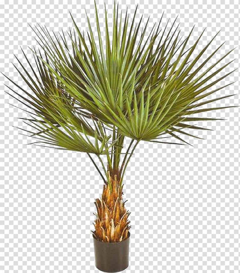 Washingtonia robusta Washingtonia filifera Yucca rostrata Arecaceae Plant, Palm transparent background PNG clipart