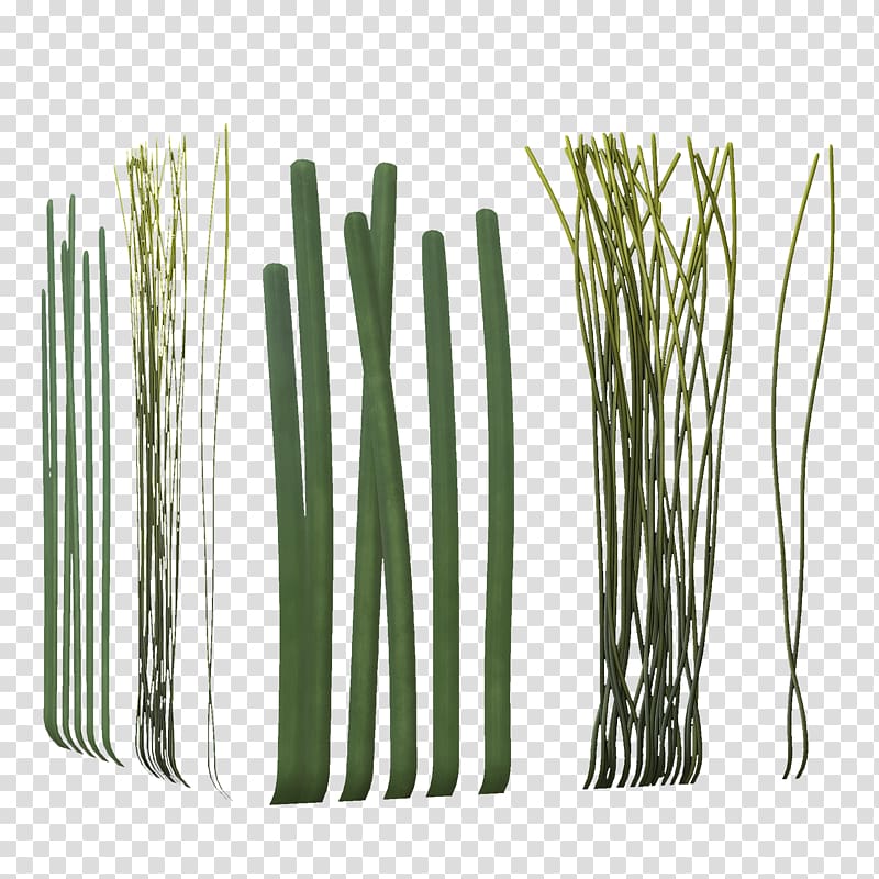 Allium fistulosum Bamboo Welsh cuisine Plant stem, seaweed transparent background PNG clipart