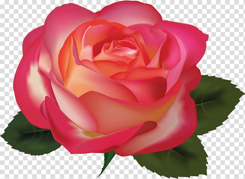 Garden roses Still Life: Pink Roses Cabbage rose Floribunda, bara transparent background PNG clipart