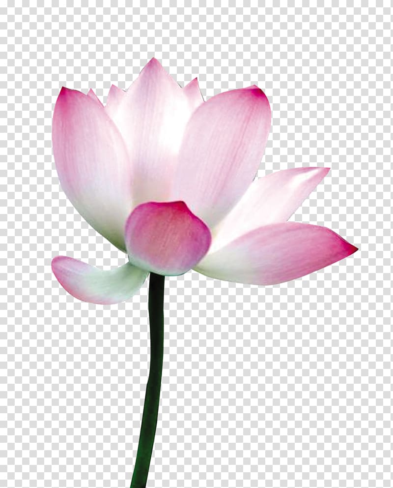 Nelumbo nucifera Flower Petal, Lotus lotus flowers transparent background PNG clipart