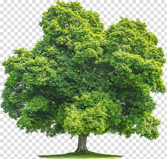 Tree Birch Oak , tree transparent background PNG clipart