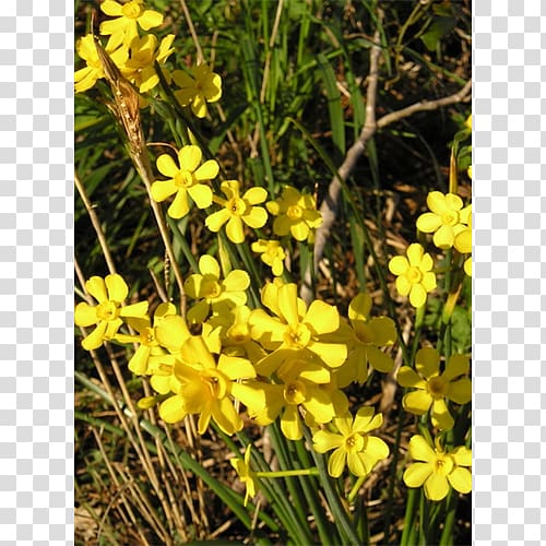 Rapeseed Brassica rapa Flora Mustard plant, others transparent background PNG clipart