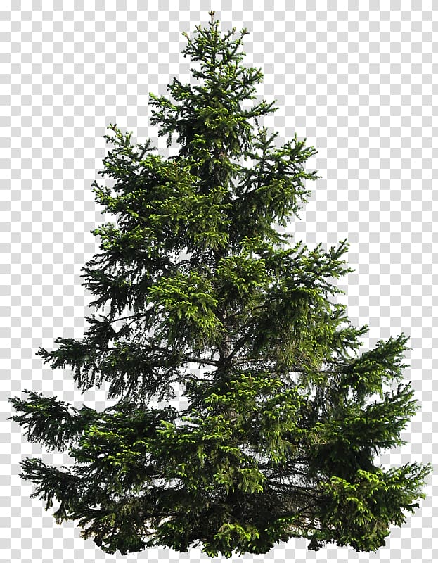 Pine , tree transparent background PNG clipart
