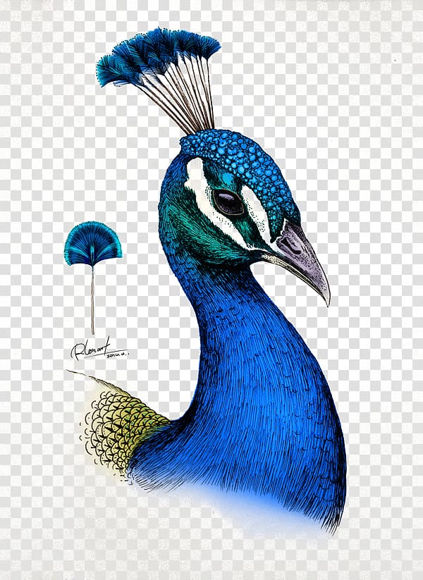 Drawing Millie Marottas Animal Kingdom, A Colouring Book Adventure Colored pencil Illustration, peacock transparent background PNG clipart