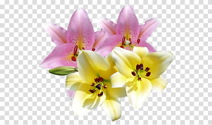 Lilium 2D computer graphics Flower, spa beauty treatments transparent background PNG clipart