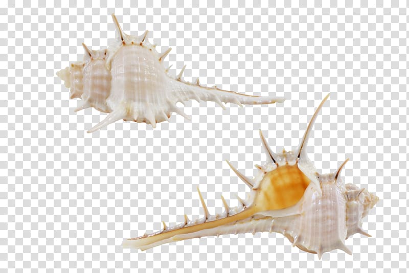 Seashell Conchology Fauna Fish, seashell transparent background PNG clipart