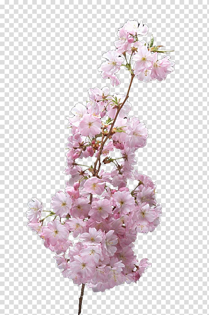 cherry tree branches transparent background PNG clipart