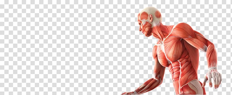 Skeletal muscle Anatomy Human skeleton Human body, Skeleton transparent background PNG clipart