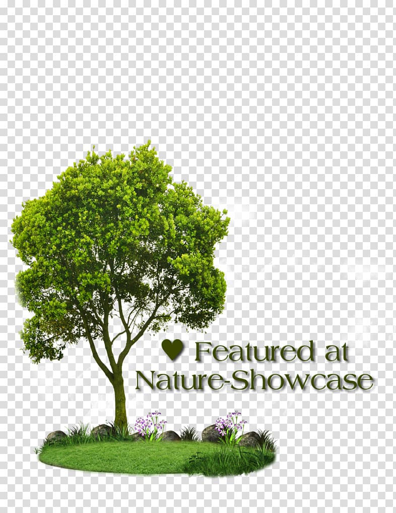 Portable Network Graphics Adobe shop Psd , tree. transparent background PNG clipart