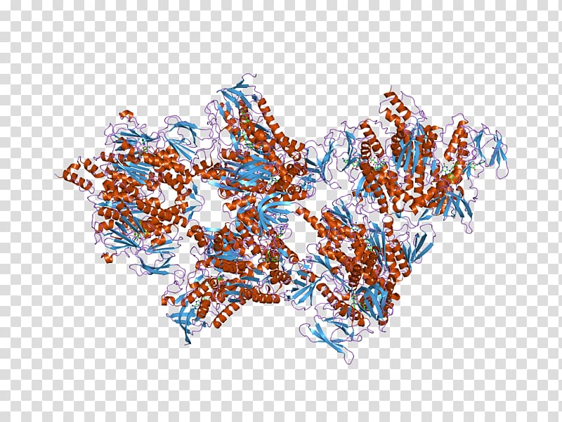 Dihydrolipoamide dehydrogenase Pyruvate dehydrogenase Dihydrolipoyl transacetylase, others transparent background PNG clipart