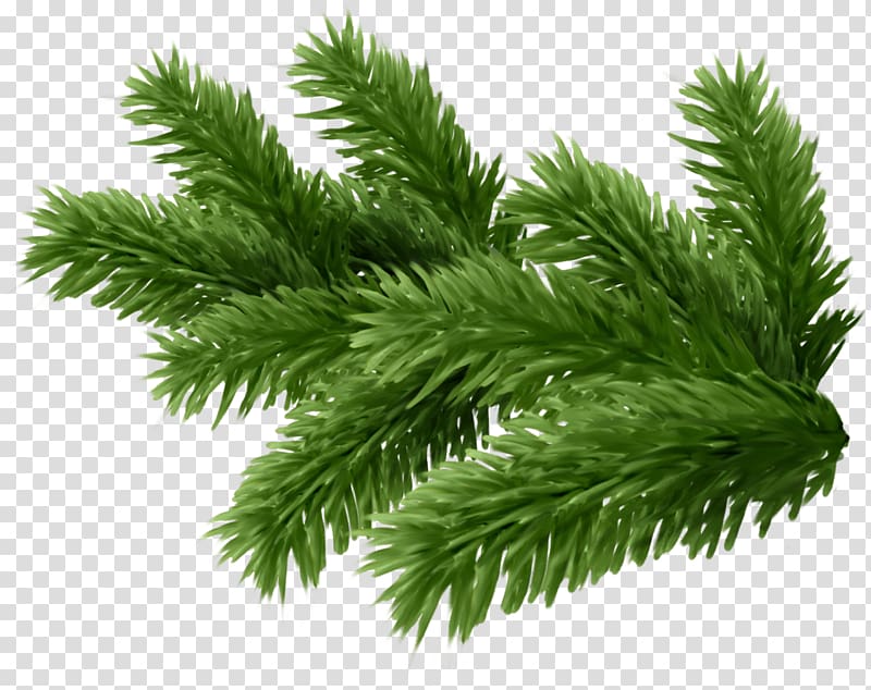 Twig New Year tree Spruce , tree transparent background PNG clipart