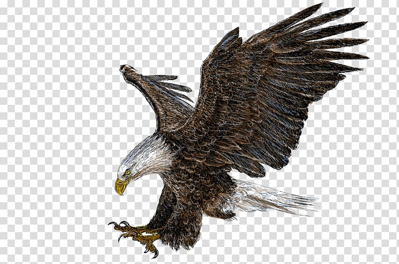 bald eagle illustration, Bald Eagle Drawing Illustration, Eagle wings transparent background PNG clipart