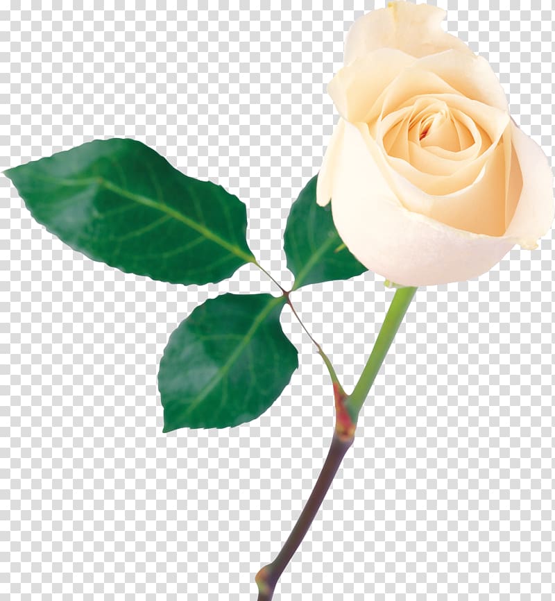 White roses transparent background PNG clipart