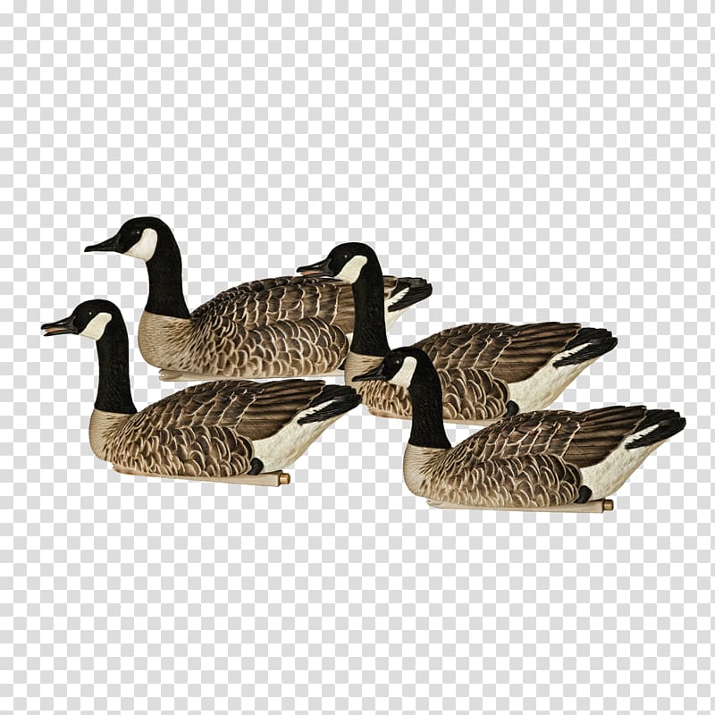 Canada Goose Duck Wawa, Ontario Feather, goose transparent background PNG clipart