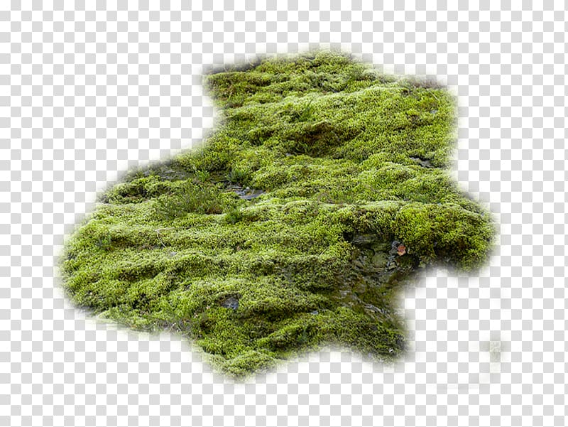 Texture mapping Bryophyte, others transparent background PNG clipart