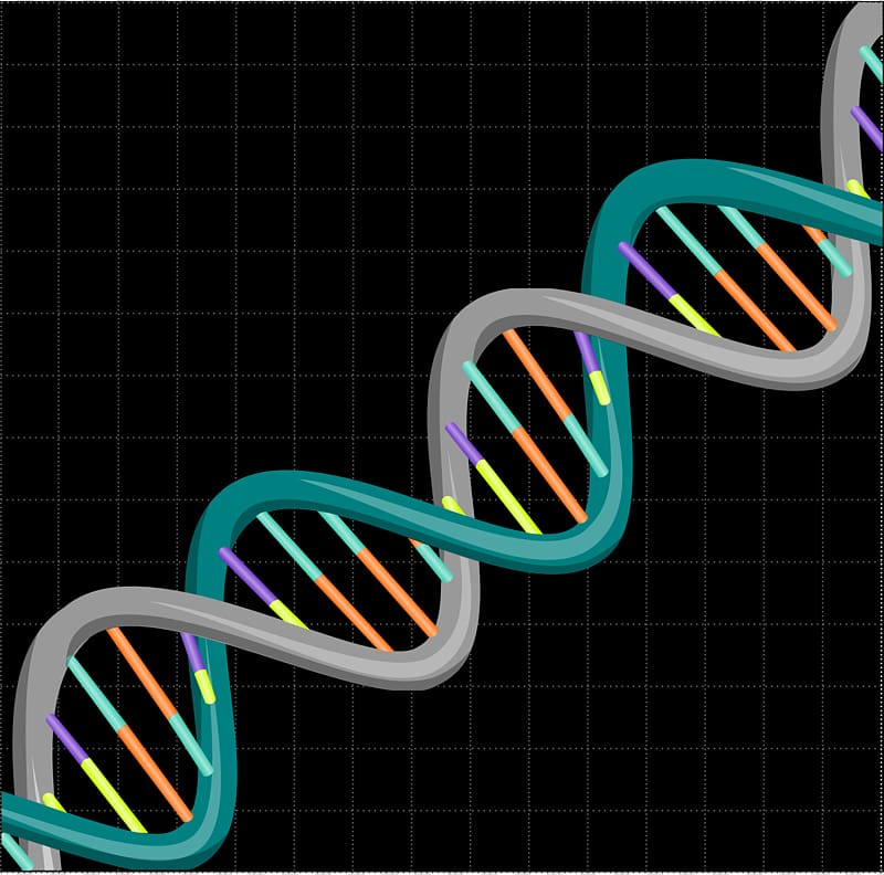 The Double Helix: A Personal Account of the Discovery of the Structure of DNA Nucleic acid double helix DNA replication Base pair, DNA transparent background PNG clipart