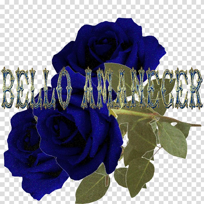 Blue rose Poemas de Amor Garden roses Cut flowers, amanecer transparent background PNG clipart