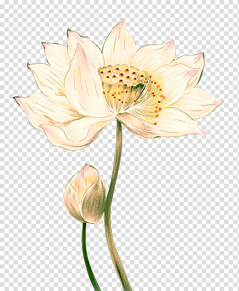 Nelumbo nucifera Ink wash painting Chinese painting, Lotus Creative transparent background PNG clipart