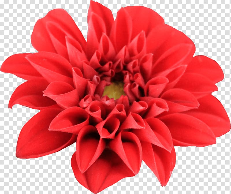 red petaled flower, Dahlia Open transparent background PNG clipart