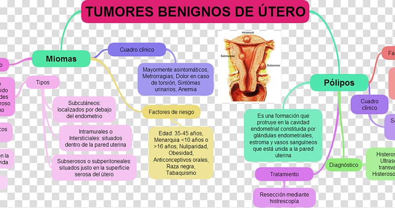 Uterus Uterine fibroid Myoma Benign tumor Polyp, utero transparent background PNG clipart