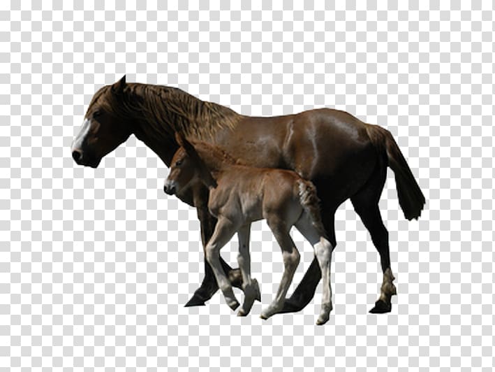 Mustang Foal Stallion Colt Mare, mustang transparent background PNG clipart