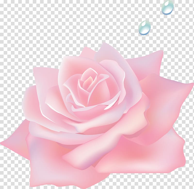Garden roses Centifolia roses Beach rose Pink, Pink roses flowers transparent background PNG clipart