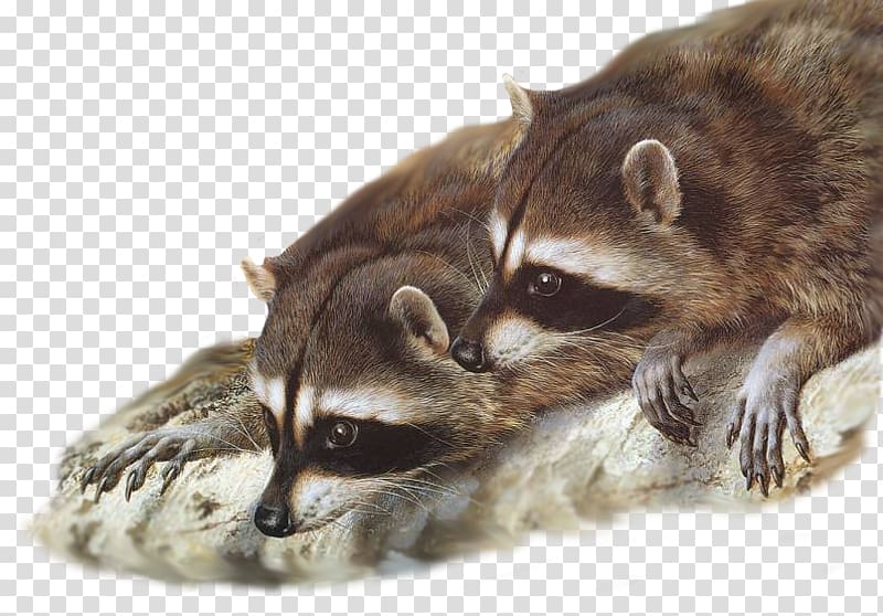 Raccoon Painting Wildlife Desktop Gray wolf, raccoon transparent background PNG clipart