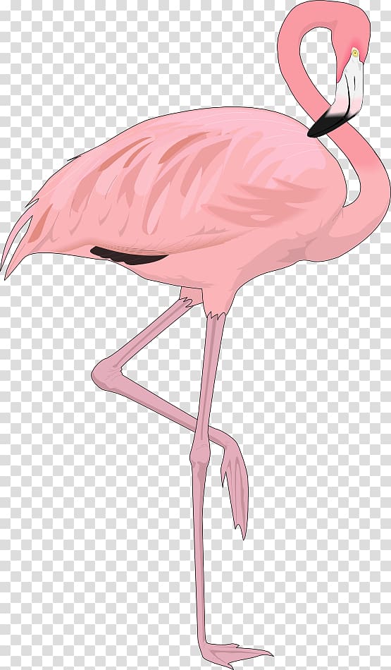 Flamingo Free content , Flamingo Cartoon transparent background PNG clipart