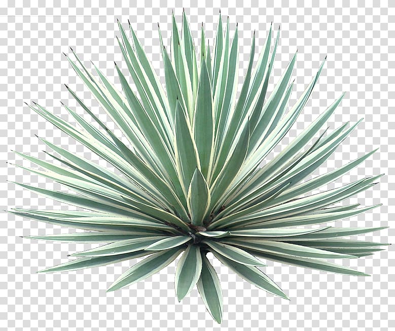 green garden plant, Agave angustifolia Plant Tree Desert, tropical transparent background PNG clipart