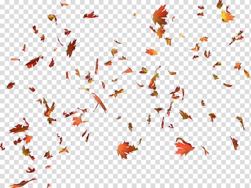 maple leaves , Autumn leaf color Autumn leaf color Maple leaf, autumn leaves transparent background PNG clipart