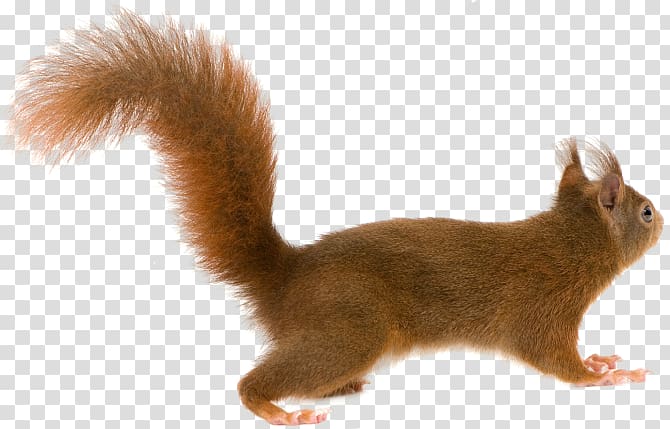 Squirrel transparent background PNG clipart