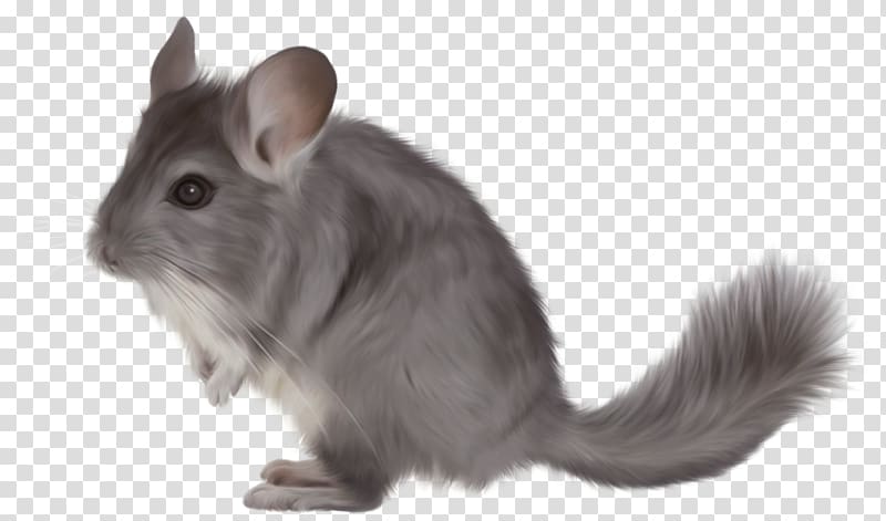 Short-tailed chinchilla Rodent , others transparent background PNG clipart