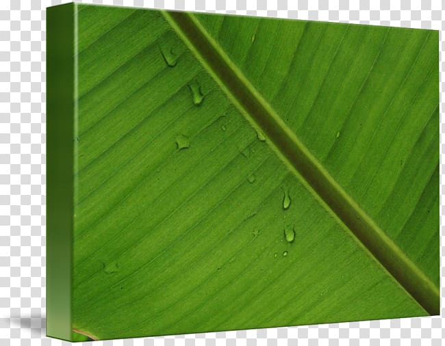 Banana leaf Wood Green, amazon forest transparent background PNG clipart