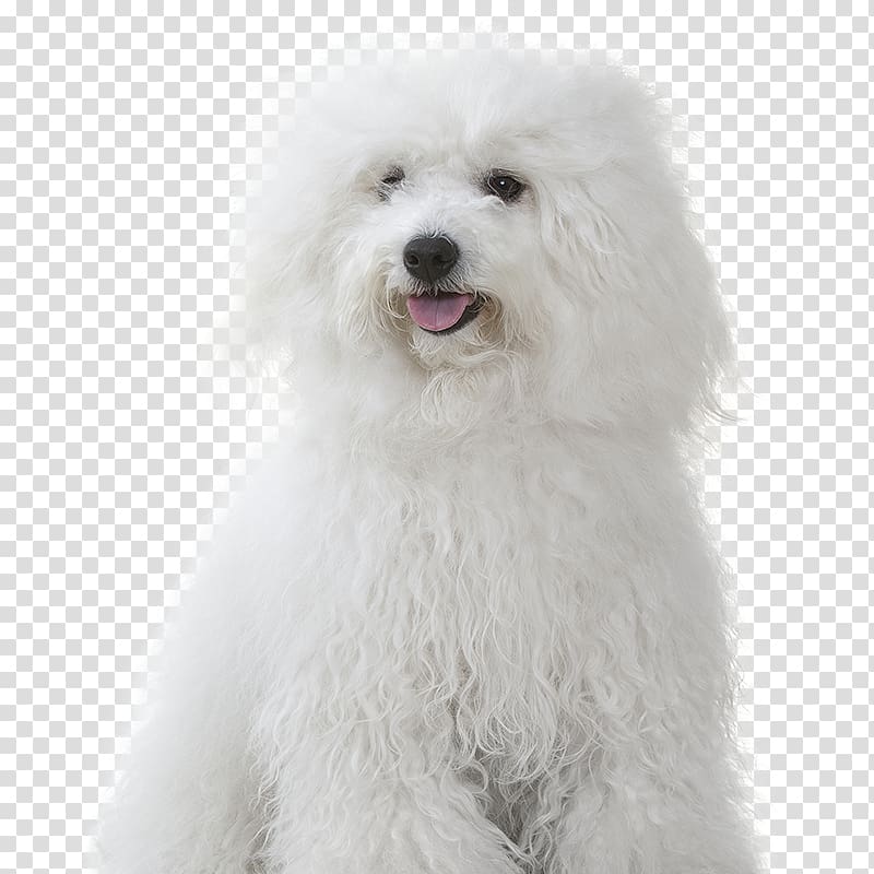 Maltese dog Bichon Frise Miniature Poodle Bolognese dog Coton de Tulear, puppy transparent background PNG clipart