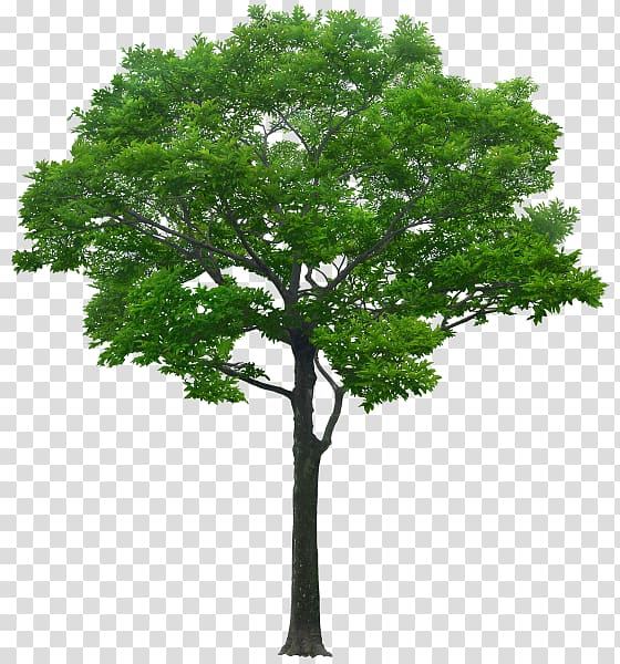 Tree Architectural rendering Alpha compositing , tree transparent background PNG clipart