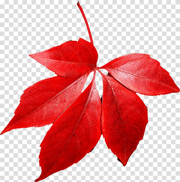 Autumn leaf color , red autumn leaf transparent background PNG clipart
