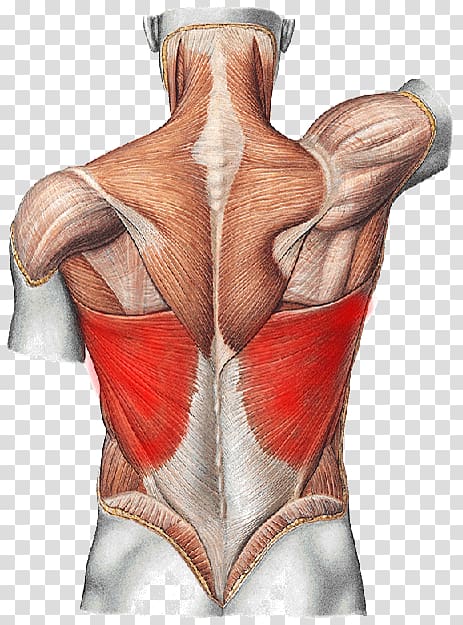 Musculus Latissimus Dorsi анатомия